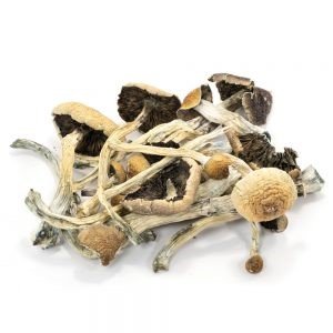 Amazonian Cubensis Magic Mushroom