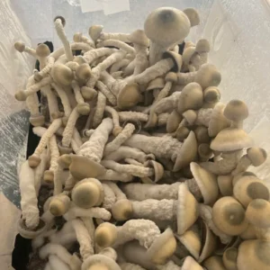 Thrasher Magic Mushrooms